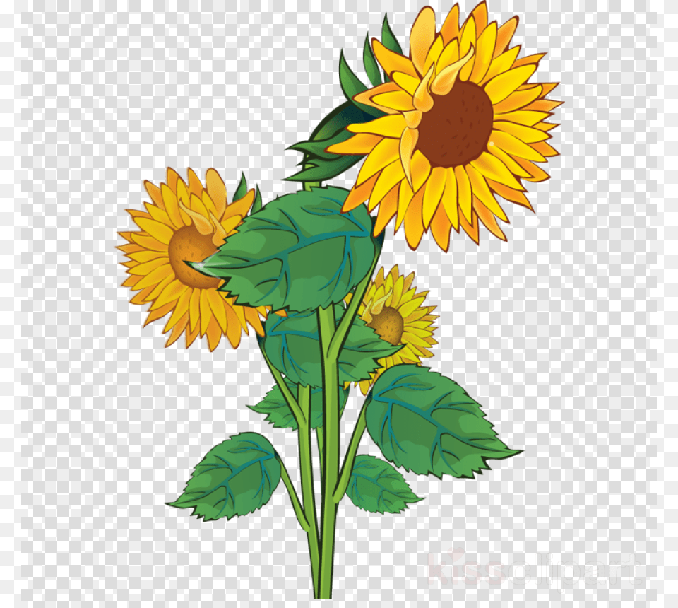 Transparent Background Sunflower Clipart, Flower, Plant Free Png Download