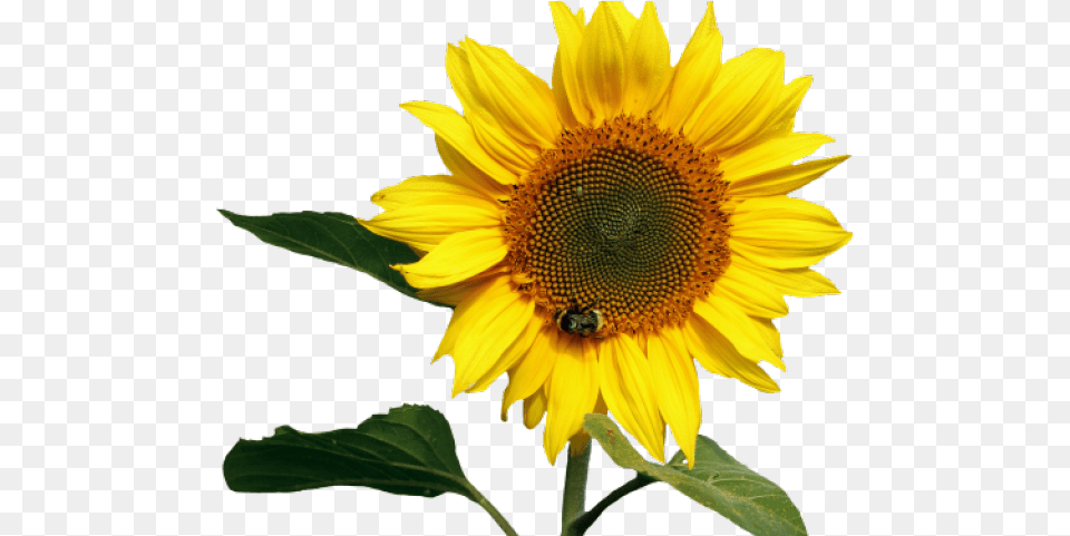 Transparent Background Sunflower Transparent Background Sunflower, Flower, Plant, Animal, Bee Png Image