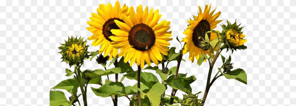 Transparent Background Sunflowers, Flower, Plant, Sunflower Free Png