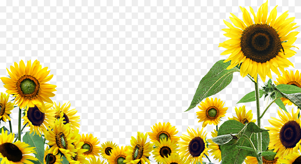 Transparent Background Sunflowers Clipart, Flower, Plant, Sunflower Free Png