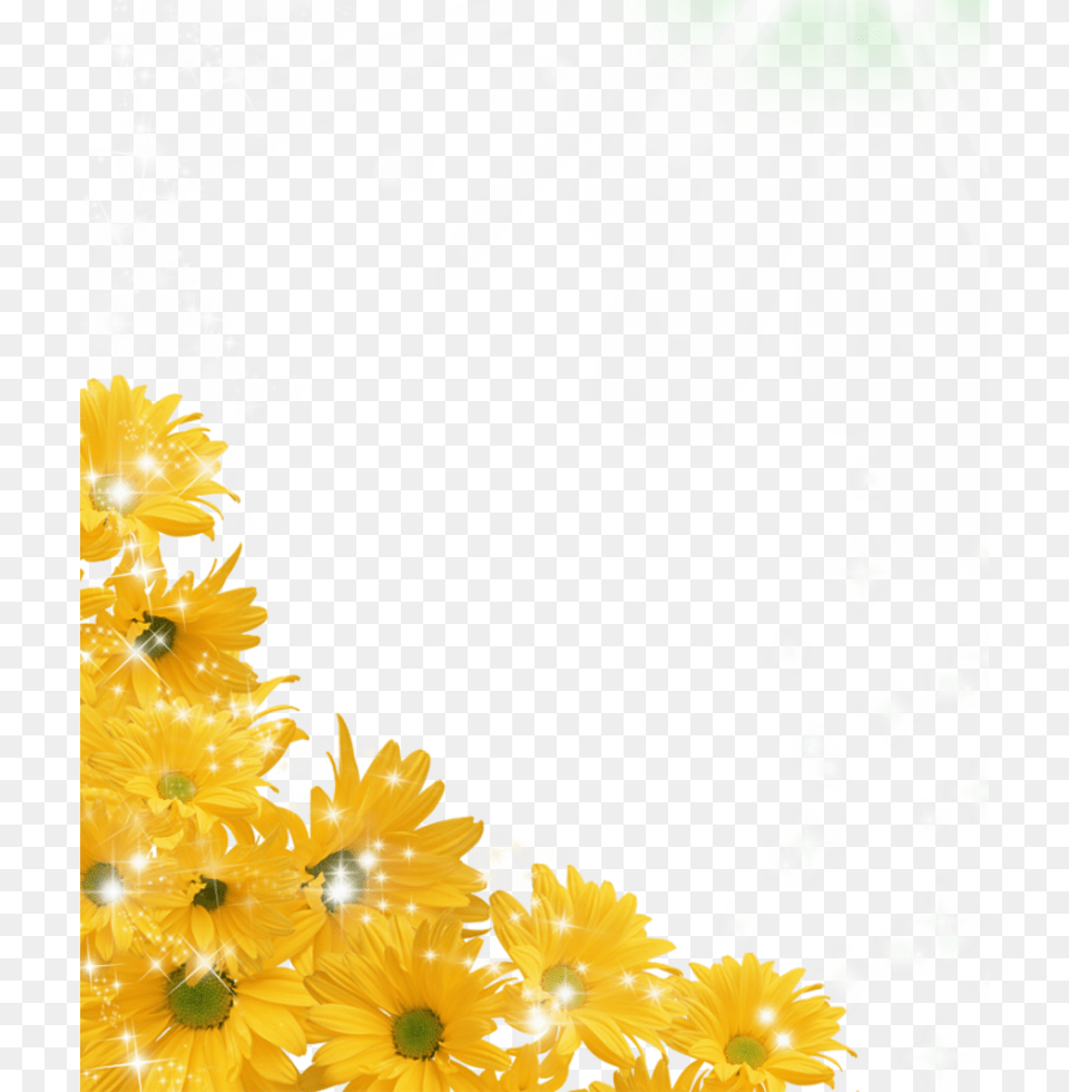 Transparent Background Sunflowers Transparent, Plant, Daisy, Flower, Petal Png