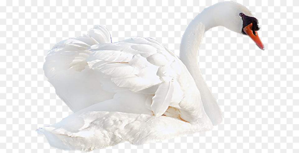 Transparent Background Swan, Animal, Bird Free Png Download