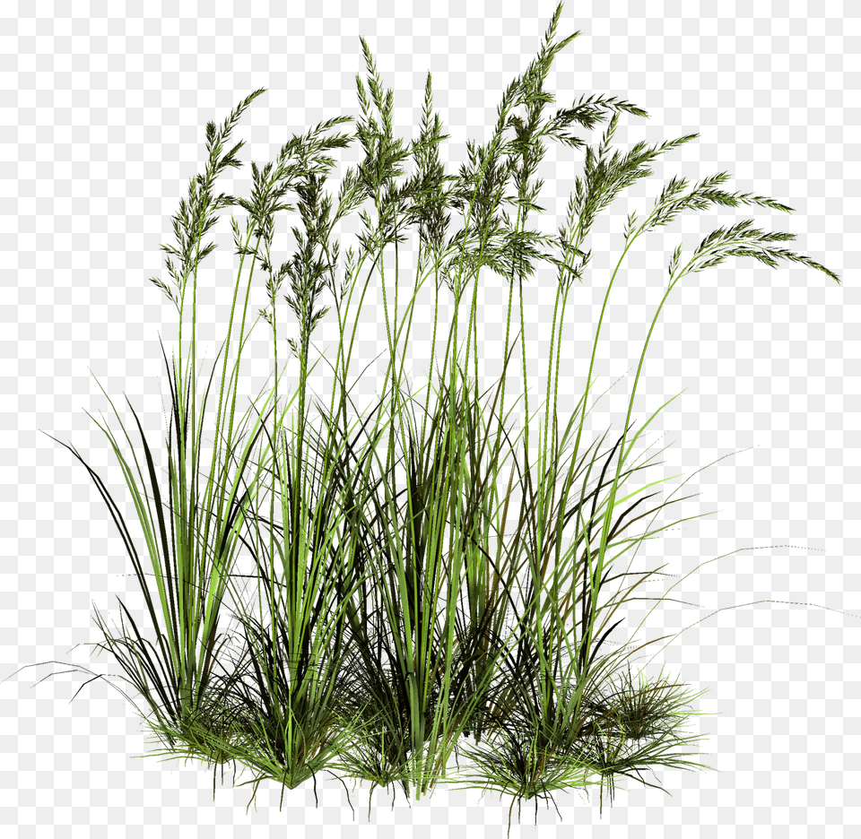 Background Tall Grass, Plant, Reed, Vegetation Free Transparent Png