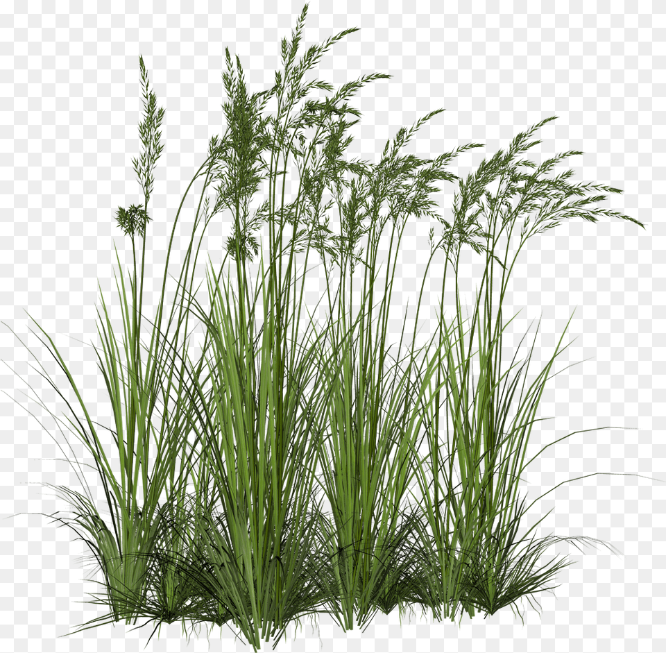Transparent Background Tall Grass, Plant, Reed, Vegetation, Agropyron Free Png