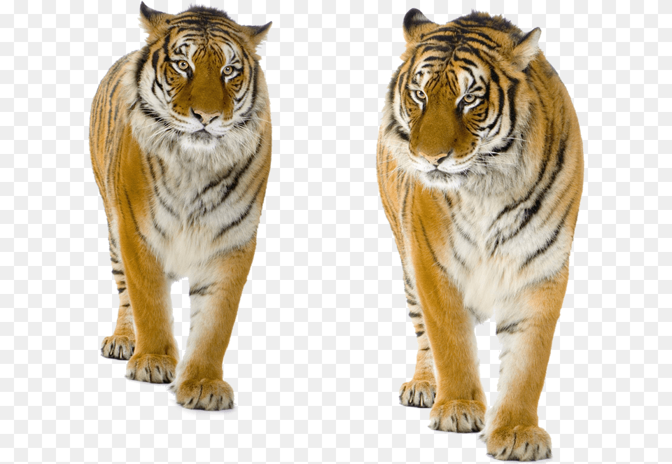 Transparent Background Tiger, Animal, Mammal, Wildlife Free Png