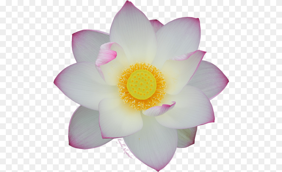 Transparent Background Tote Bag Sacred Lotus, Flower, Plant, Petal, Rose Png