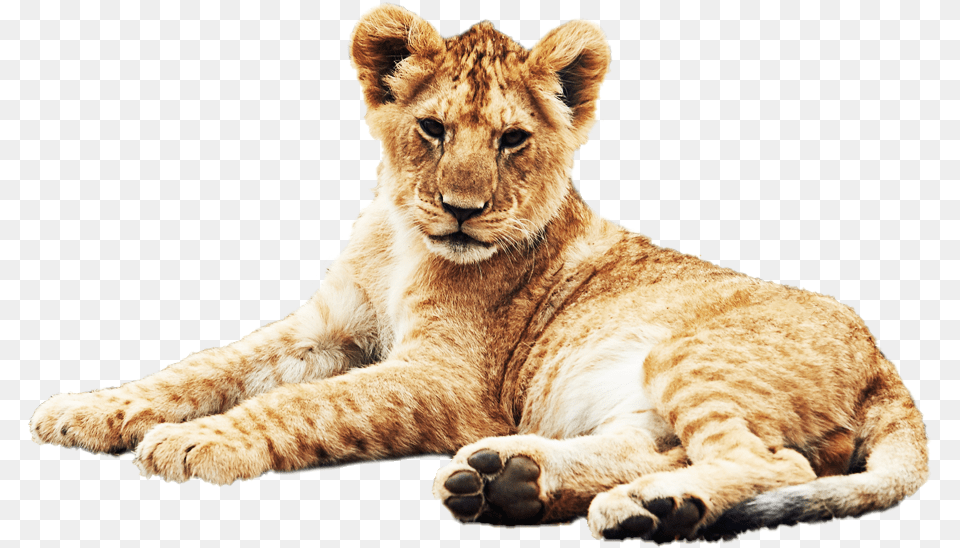 Background Background Animal Lion, Mammal, Wildlife Free Transparent Png