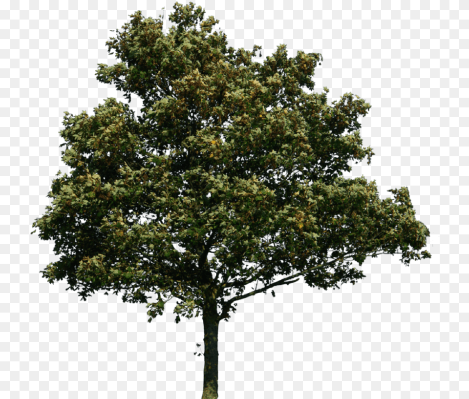 Transparent Background Tree, Oak, Plant, Sycamore, Tree Trunk Free Png