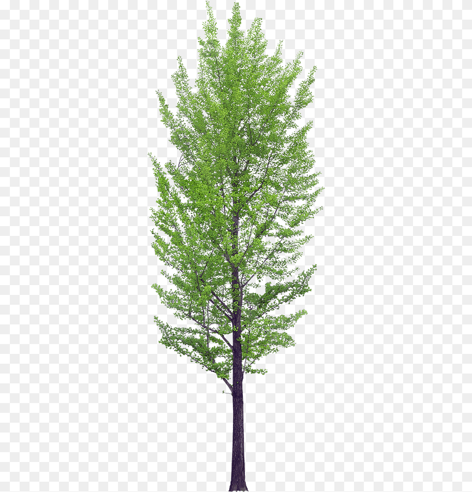 Transparent Background Tree, Plant, Conifer, Tree Trunk, Leaf Free Png Download