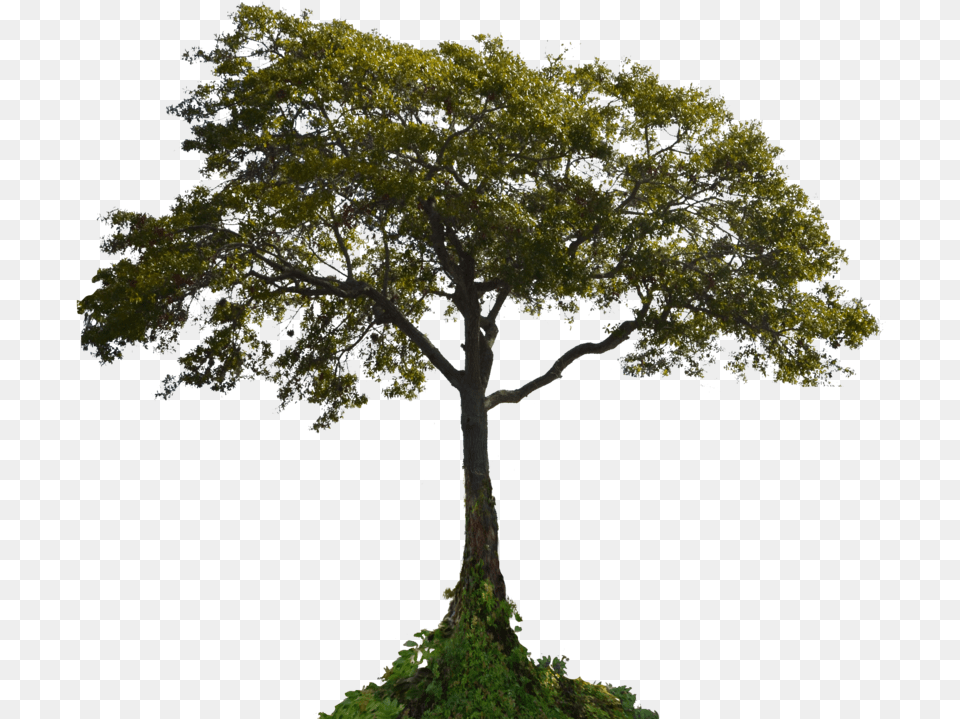 Transparent Background Tree, Oak, Plant, Sycamore, Tree Trunk Png