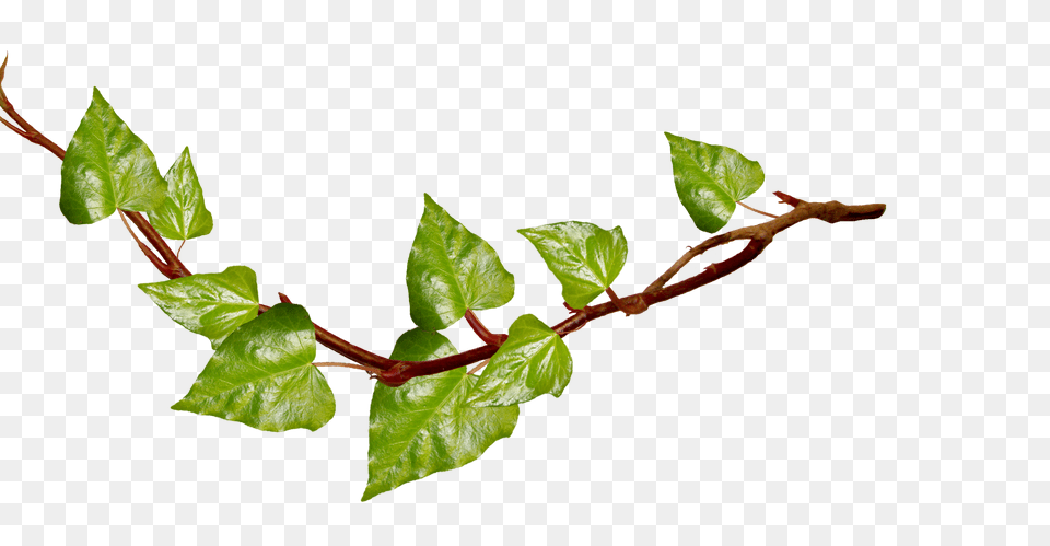 Transparent Background Tree Clipart Transparent Branches With Leaves, Leaf, Plant, Vine Png