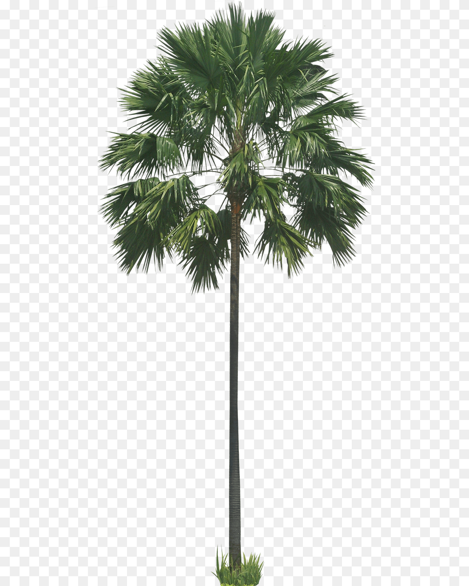 Transparent Background Tree Palm, Palm Tree, Plant Png Image