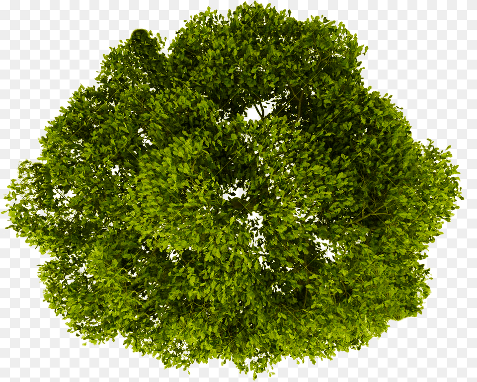 Transparent Background Tree Plan, Moss, Plant, Vegetation, Potted Plant Png