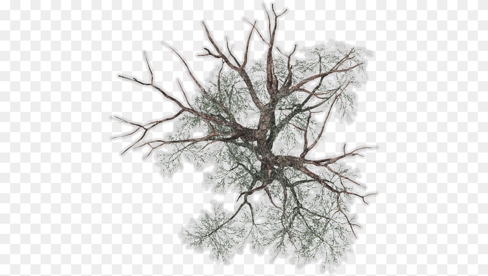 Transparent Background Tree Plan, Ice, Nature, Outdoors, Weather Free Png