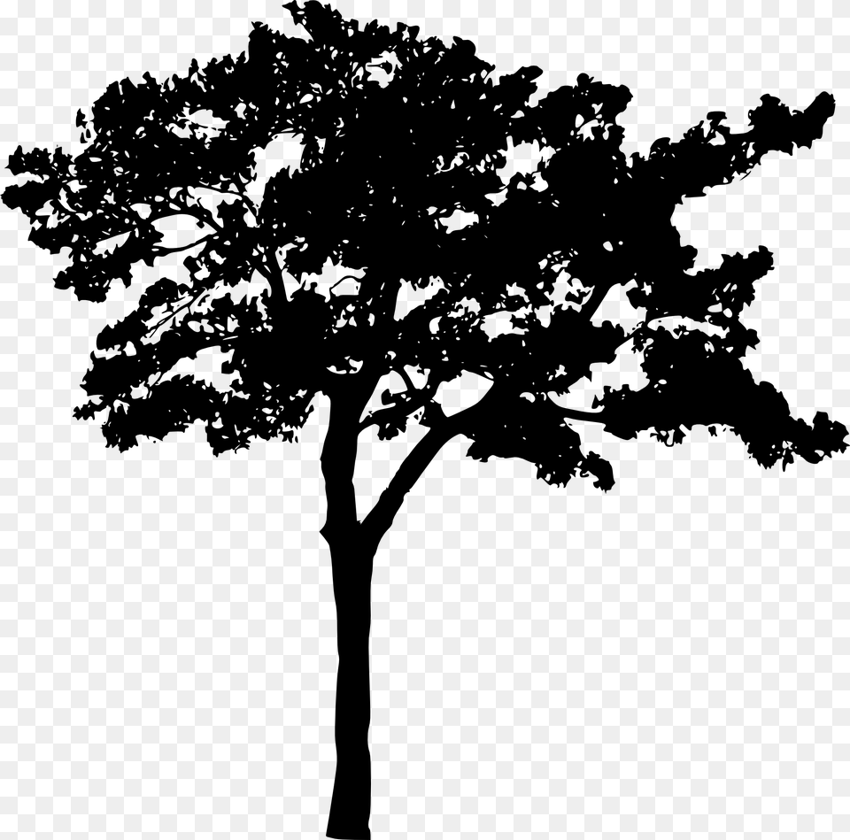 Transparent Background Tree Silhouette, Oak, Plant, Tree Trunk, Sycamore Png