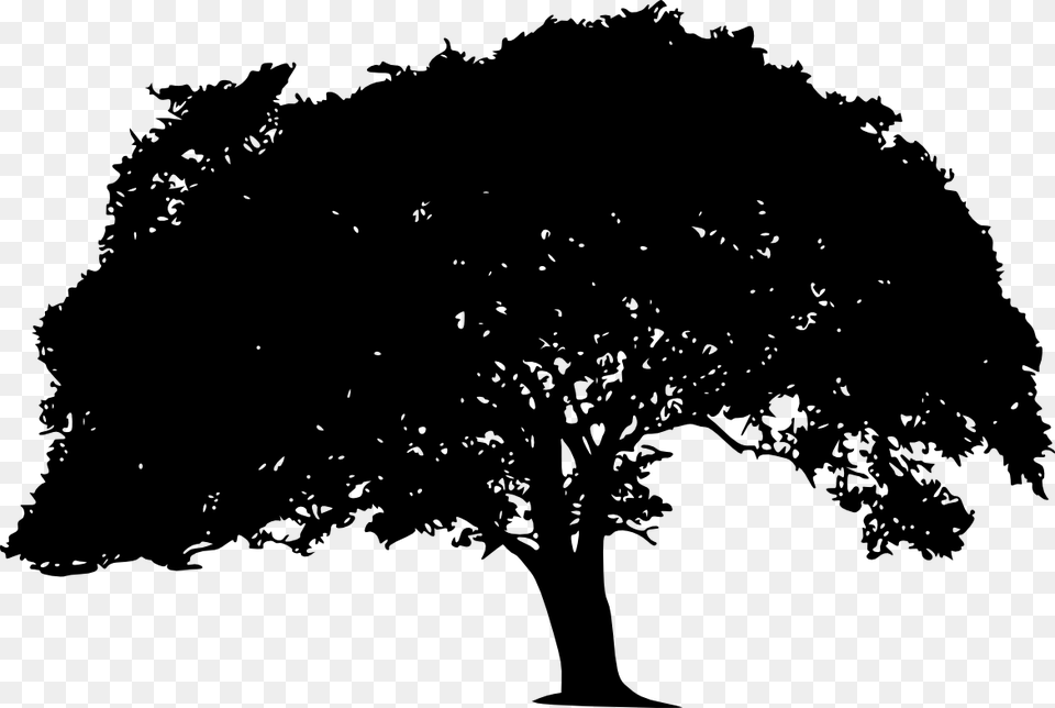 Transparent Background Tree Silhouette, Oak, Plant, Sycamore, Tree Trunk Png Image