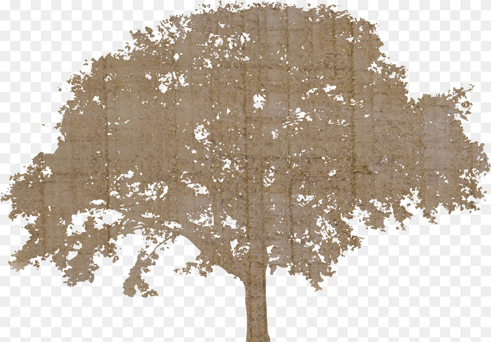 Transparent Background Tree Silhouette Png