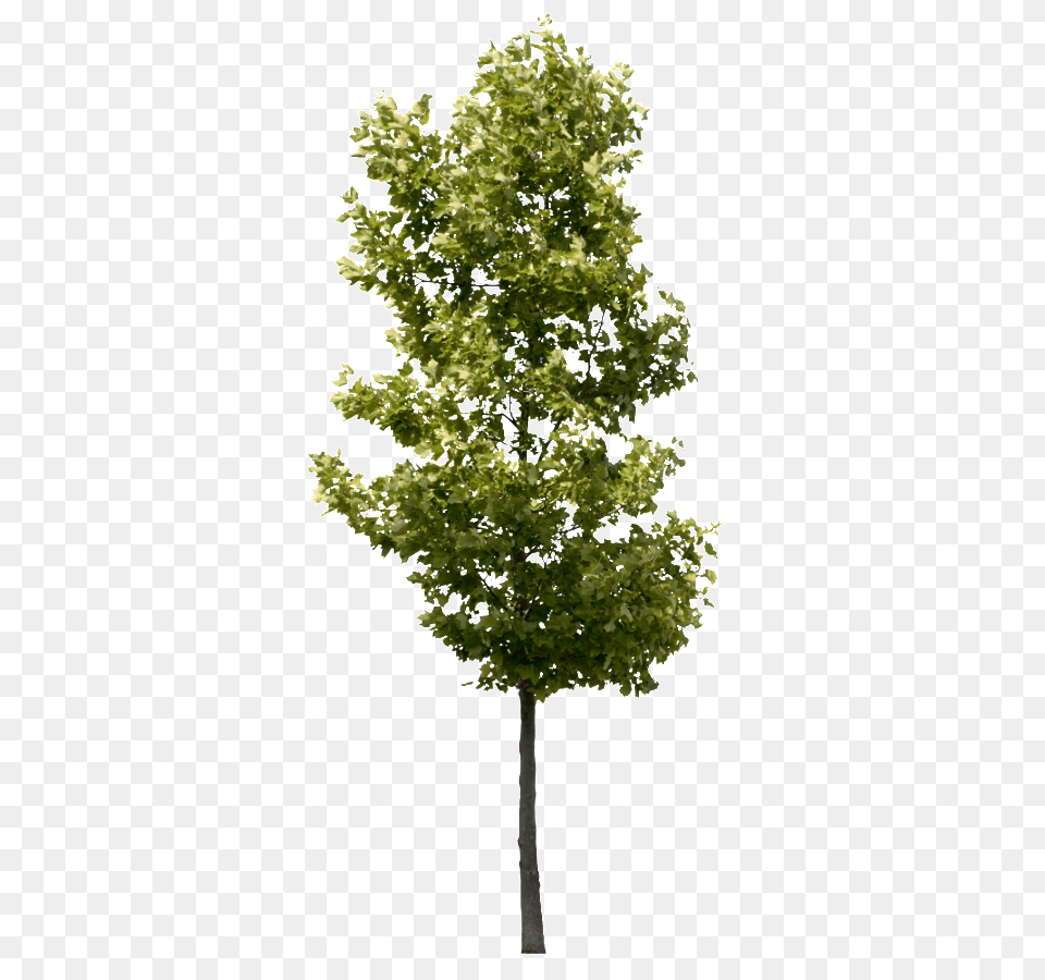 Transparent Background Tree Small Tree Transparent, Leaf, Maple, Oak, Plant Free Png Download