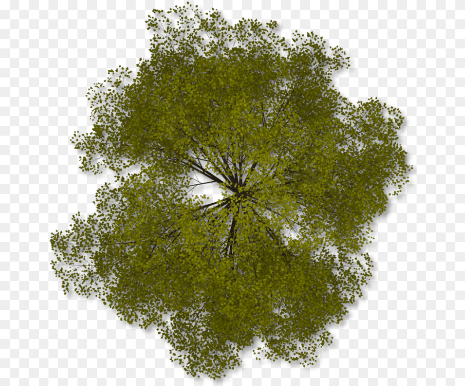 Transparent Background Trees Plan, Plant, Tree, Pattern, Pollen Free Png