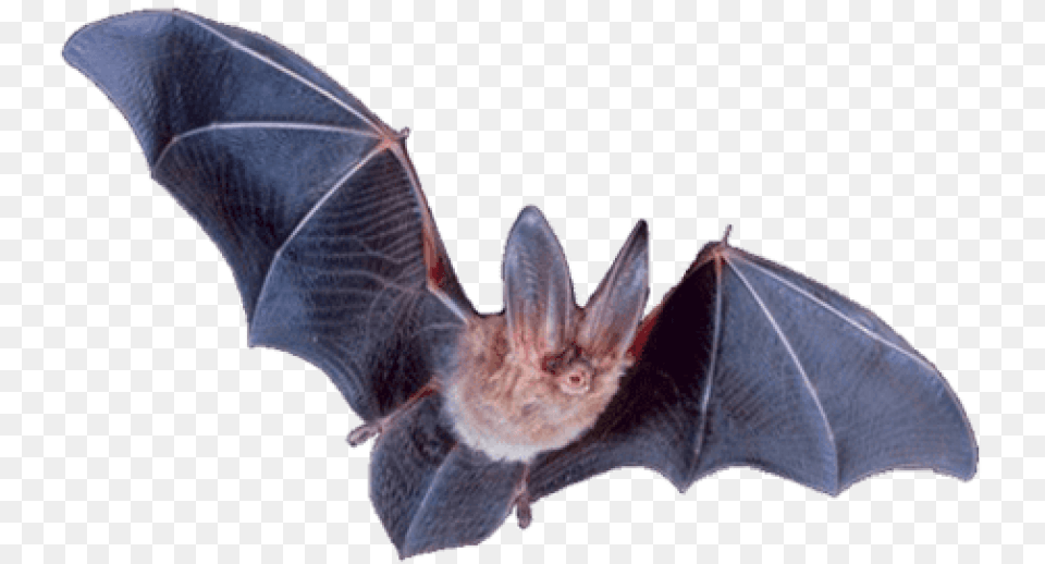Transparent Background Vampire Bat, Animal, Mammal, Wildlife Free Png