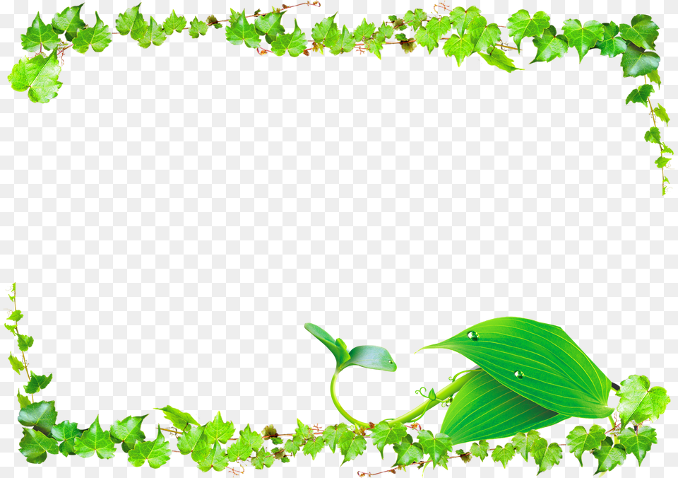 Transparent Background Vine Border, Green, Leaf, Plant, Vegetation Free Png