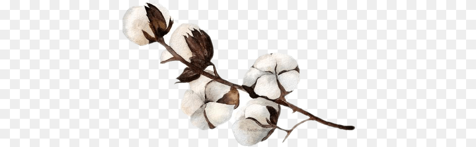 Transparent Background Watercolor Cotton Flower Free Png
