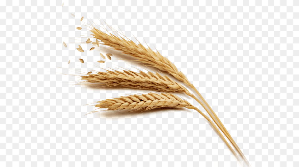 Transparent Background Wheat, Food, Grain, Produce, Plant Png Image