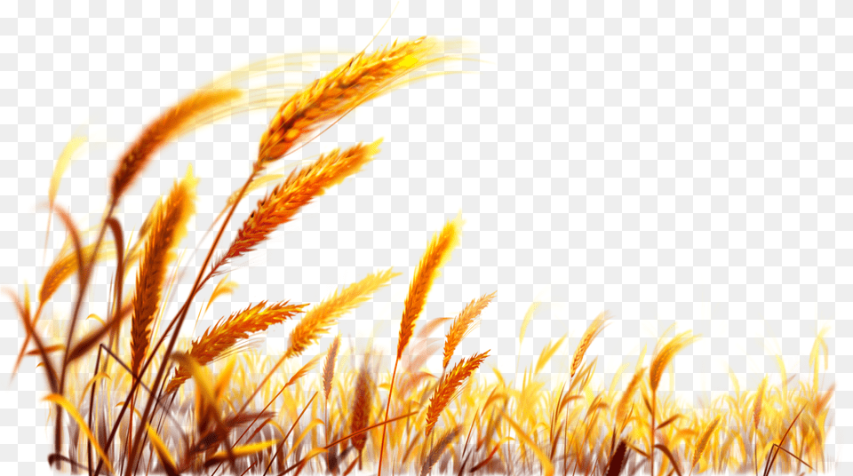 Transparent Background Wheat Png