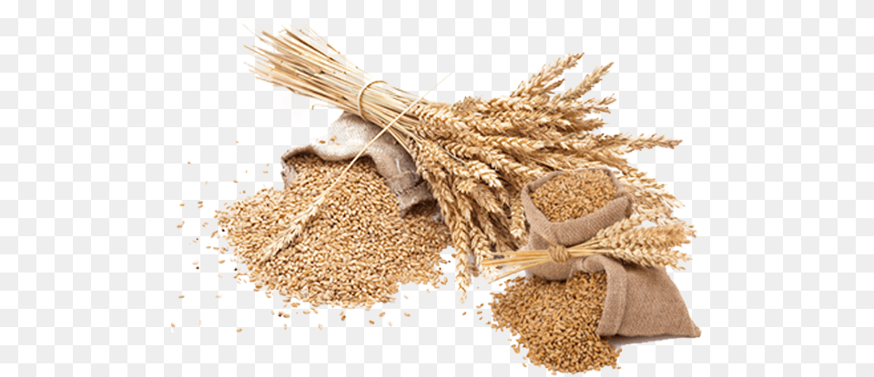 Transparent Background Wheat, Food, Grain, Produce Free Png Download