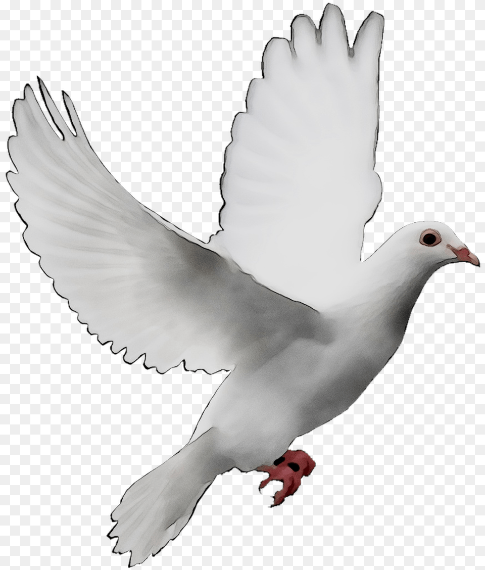 Transparent Background White, Animal, Bird, Pigeon, Dove Free Png Download