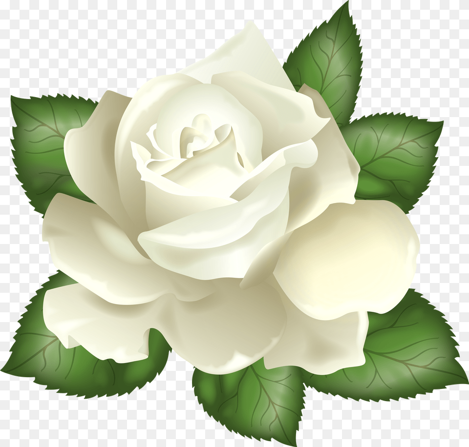 Transparent Background White Rose Clipart, Boy, Person, Pants, Male Free Png Download