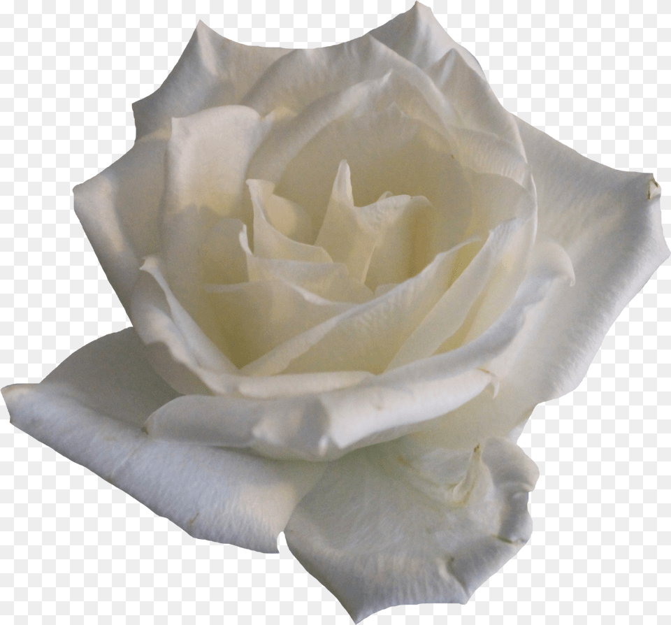 Transparent Background White Roses White Roses, Flower, Petal, Plant, Rose Free Png Download