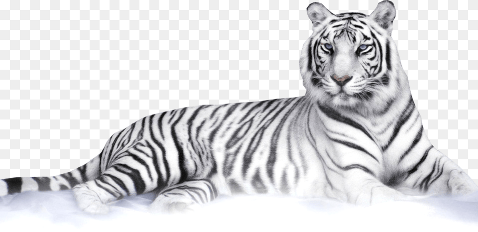 Transparent Background White Tiger Clipart, Animal, Mammal, Wildlife Png