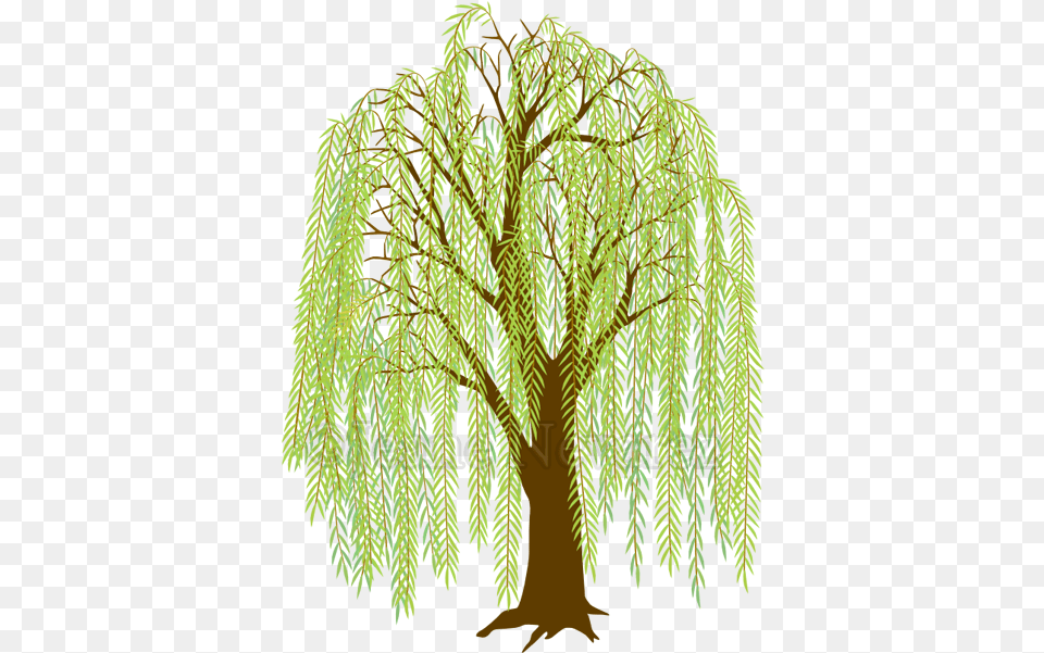 Transparent Background Willow Tree Clipart Weeping Willow Willow Tree Cartoon, Plant, Vegetation Free Png
