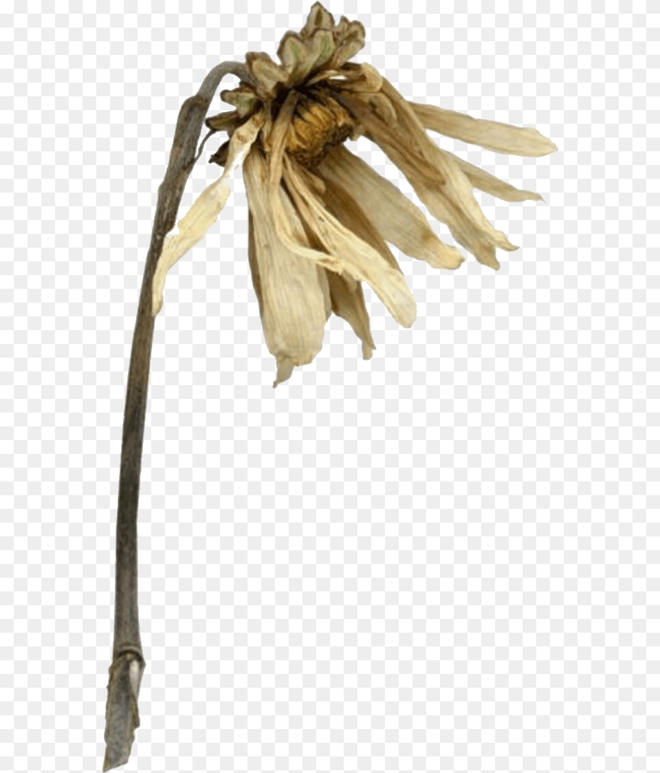 Transparent Background Wilting Plant, Flower, Petal, Anther, Dahlia Png Image