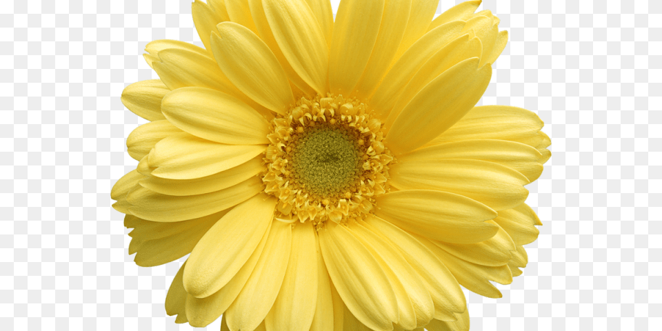 Transparent Background Yellow Daisy, Flower, Petal, Plant Free Png Download