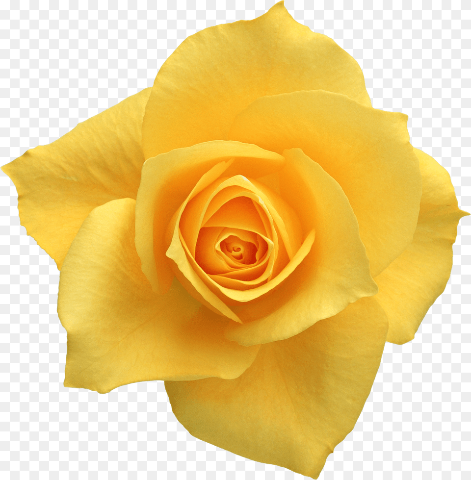 Background Yellow Rose Clip Art, Flower, Plant, Petal Free Transparent Png