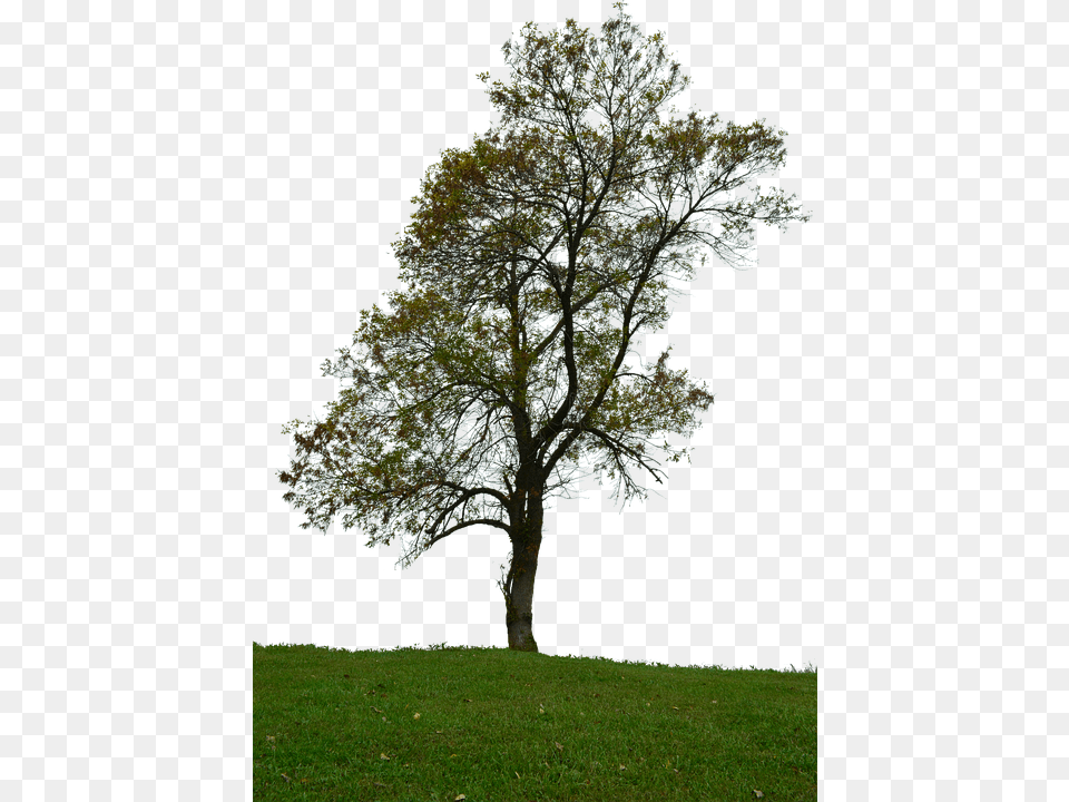 Backround Oak, Grass, Plant, Tree, Tree Trunk Free Transparent Png