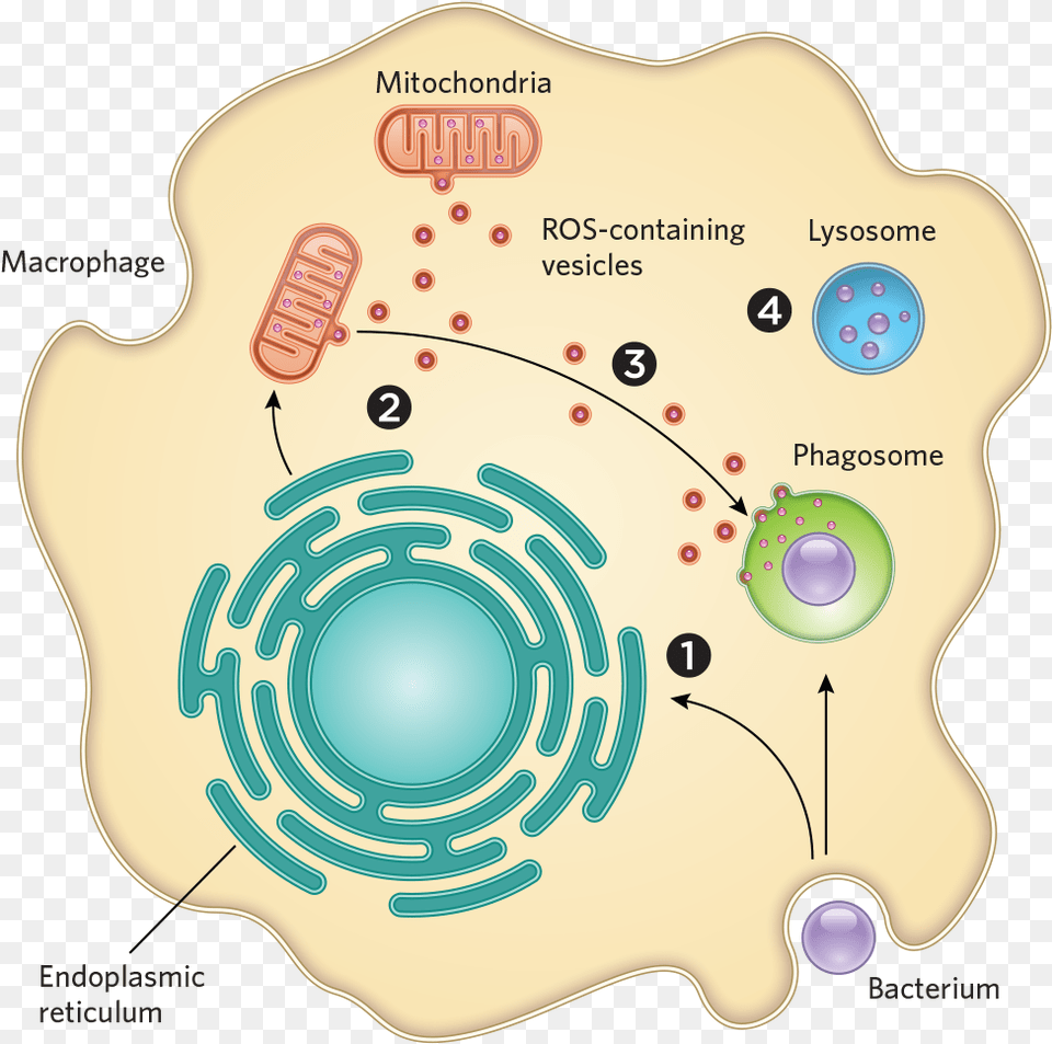 Transparent Bacteria Bacteria Mitochondria Png