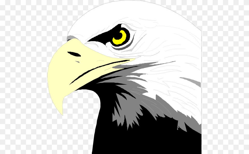 Bald Eagle Bald Eagle Head Clip Art, Animal, Beak, Bird, Bald Eagle Free Transparent Png