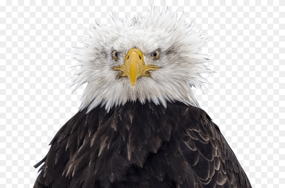 Transparent Bald Eagle Head Bald Eagle Bad Hair Day, Animal, Beak, Bird, Bald Eagle Free Png