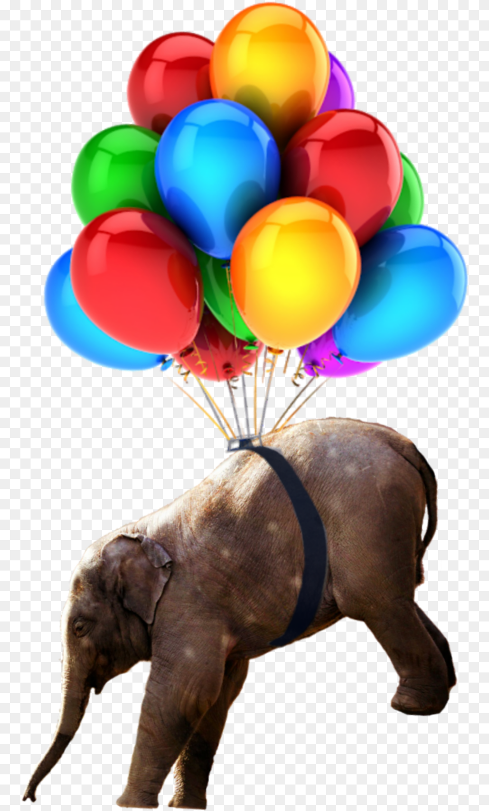 Transparent Balloons Birthday Items, Balloon, Animal, Elephant, Mammal Free Png Download