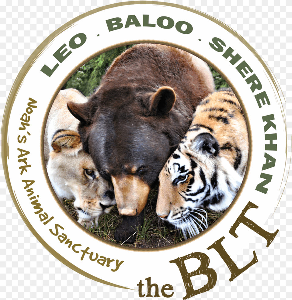 Transparent Baloo Lion Tiger And Bear Bff, Animal, Mammal, Wildlife, Photography Free Png