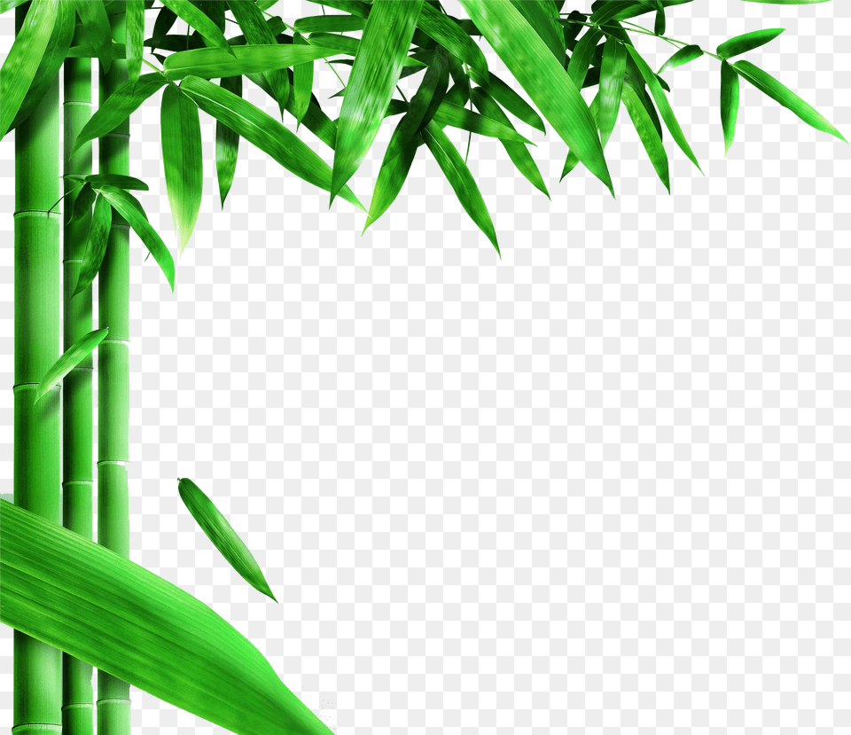Transparent Bamboo Background Clipart Png Image