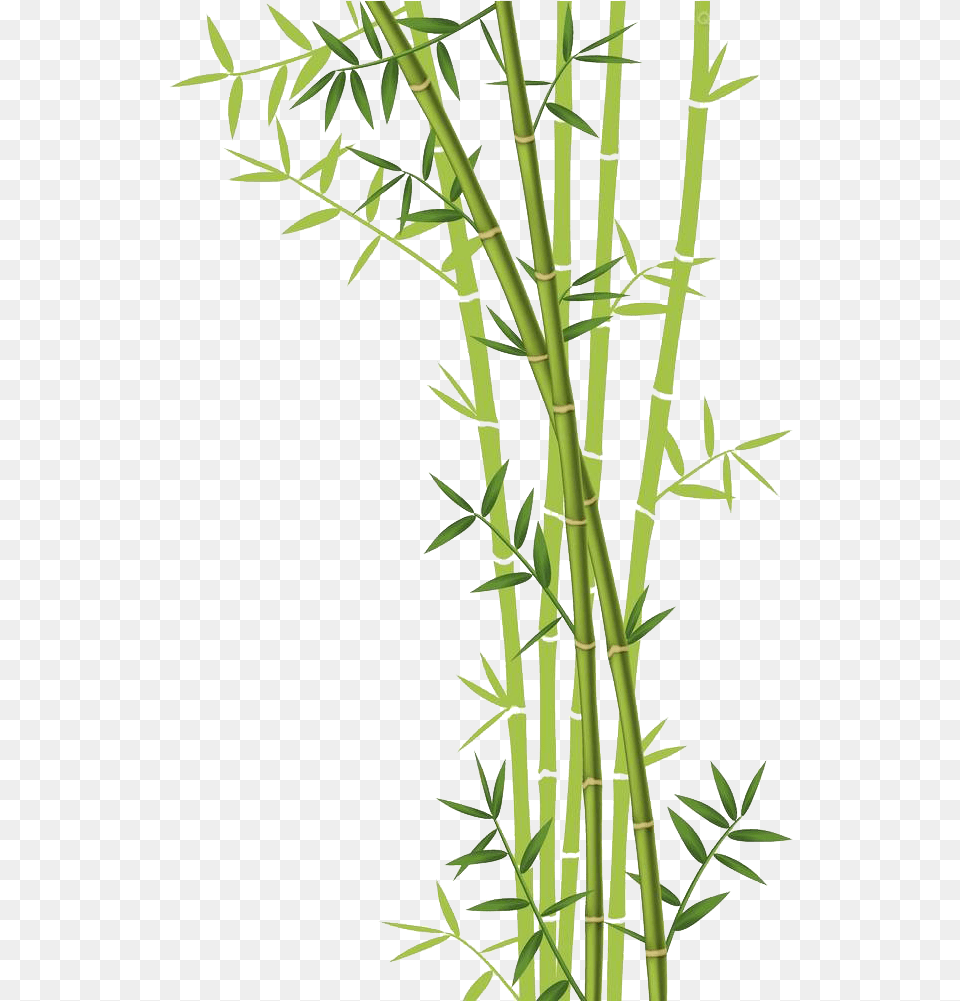 Bamboo Background Clipart Bamboo With White Background, Plant Free Transparent Png