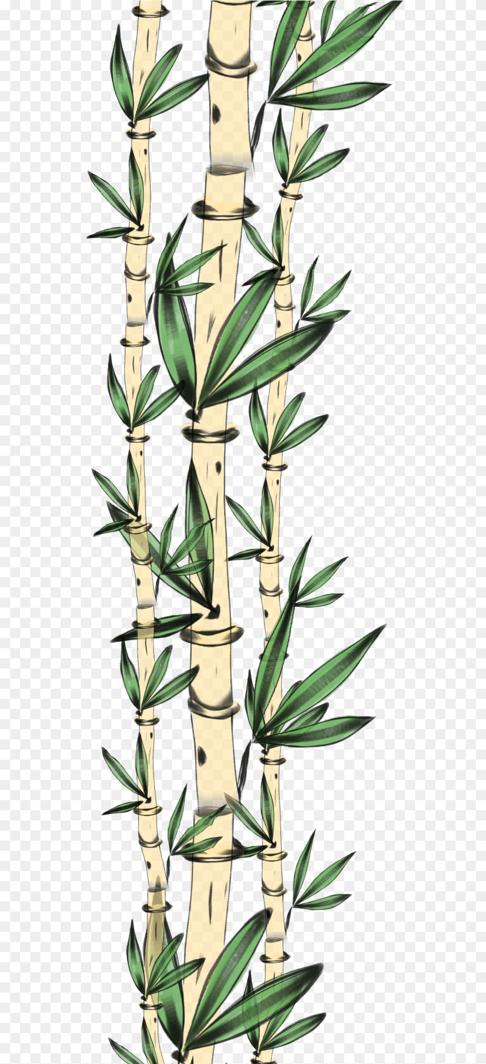 Transparent Bamboo Frame Clipart Clip Art, Plant Png
