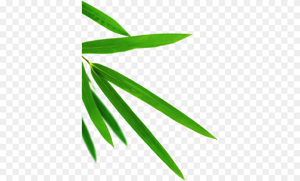 Transparent Bamboo Leaf, Plant, Tree, Green Free Png