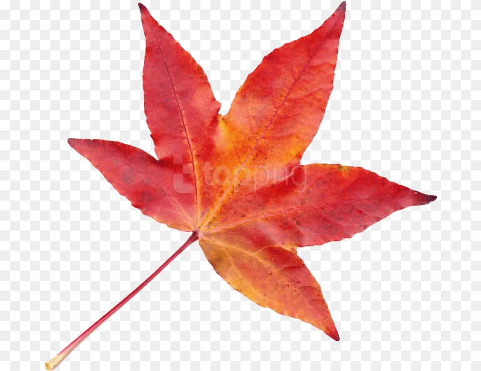 Transparent Bamboo Leaves Autumn Leaf Transparent, Plant, Tree, Maple, Maple Leaf Png