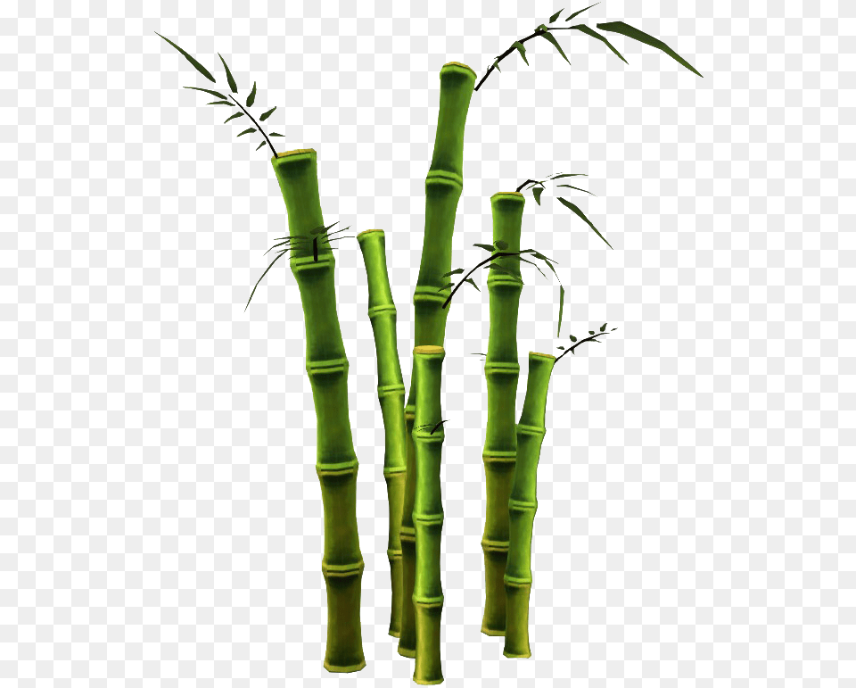 Bamboo Plant Free Transparent Png