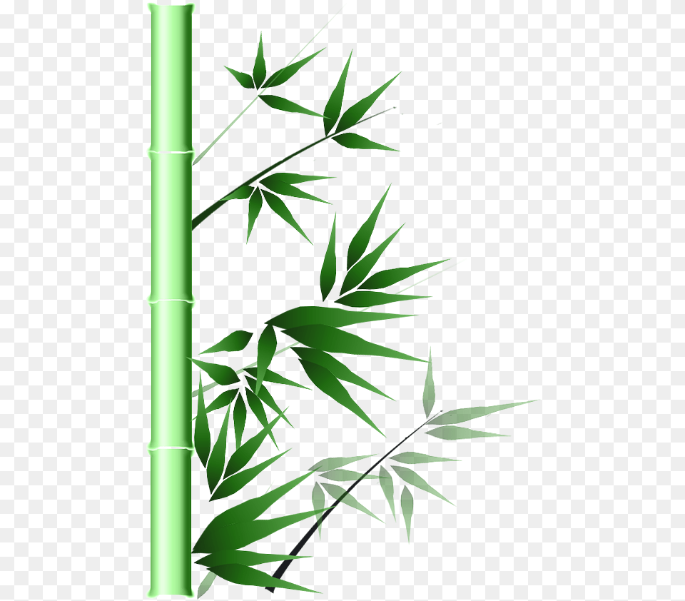 Bamboo Portable Network Graphics, Plant Free Transparent Png